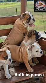 Menola's Bulls all.to amatoriale bulldog inglese r