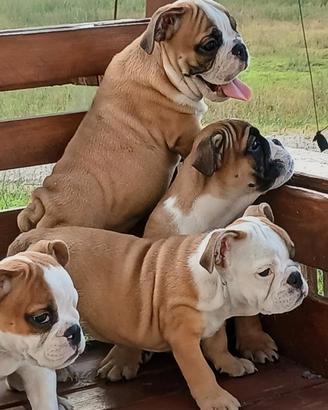 Menola's Bulls all.to amatoriale bulldog inglese r