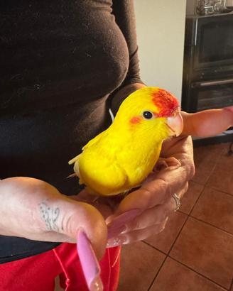 Kakariki