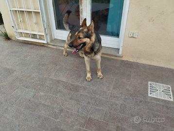 Pastore tedesco grigione maschio di 5 anni