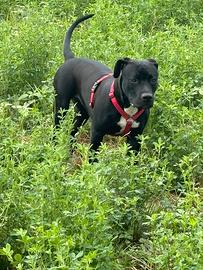 Pitbull American bully