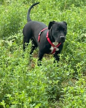 Pitbull American bully