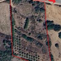 Terreno agricolo con uliveto