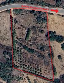 Terreno agricolo con uliveto