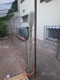solo per amore ( cephalocereus senilis)