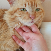 Gatto rosso