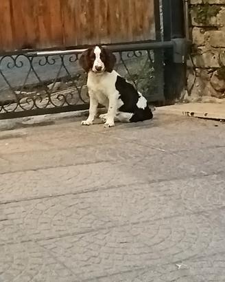 Springer Spaniel