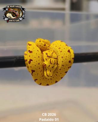 Morelia Viridis - Padaido