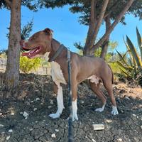 Disponibile cane pitbul 10 mesi