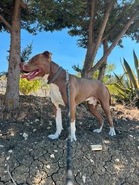 Disponibile cane pitbul 10 mesi