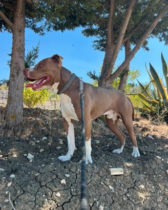 Disponibile cane pitbul 10 mesi