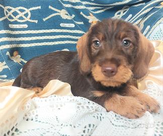 Bassottino pelo duro