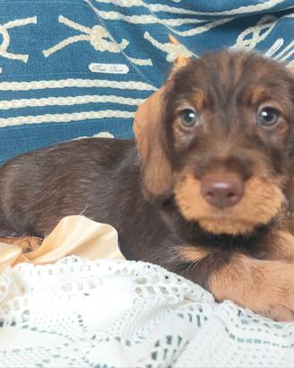 Bassottino pelo duro