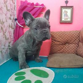 Blu Maschio Bouledogue Francese