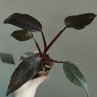 Philodendron Pink Princess