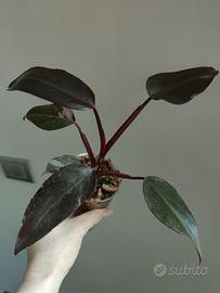 Philodendron Pink Princess