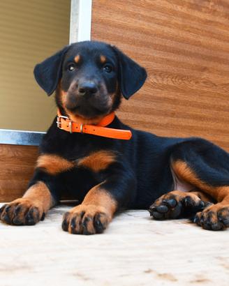 Cucciola BEAUCERON femmina nero focata