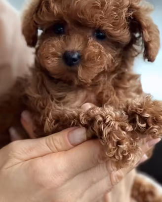 Barboncino Toy -pronta consegna
