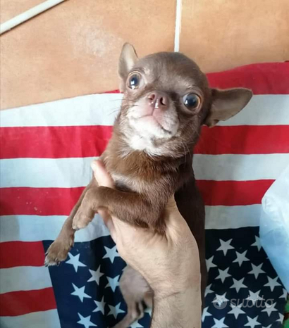 Chihuahua toy stallone
 in vendita a Mondragone