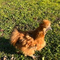 Vendita galli moroseta