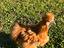 Immagine 1