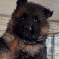 Cucciolo pastore tedesco pelo lungo