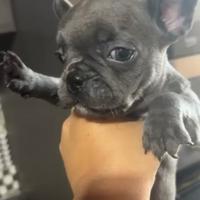 Bulldog francese