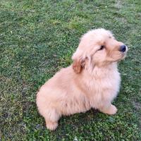 Golden retriver americano