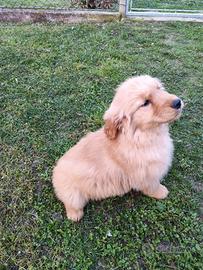 Golden retriver americano