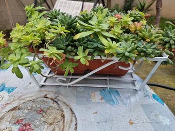 fioriera in ferro con vaso e pianta grassa mista