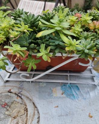 fioriera in ferro con vaso e pianta grassa mista