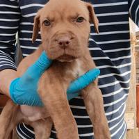 Cuccioli di Pitbull maschi