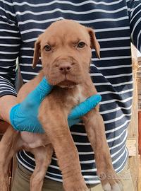 Cuccioli di Pitbull maschi