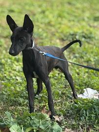 Piccolo Levriero Italiano