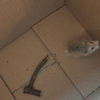 Criceto di Roborosky inclusa gabbia