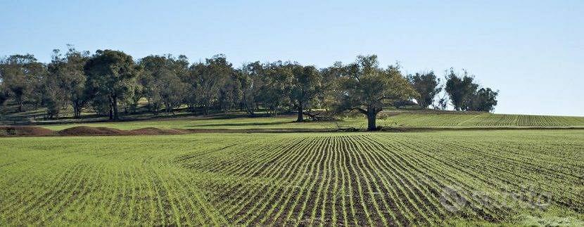 Terreno Agricolo - Carassai - Vista 2