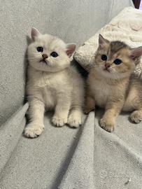 British shorthair