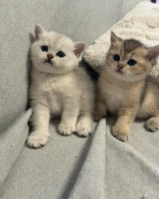 British shorthair