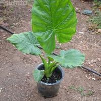 Orecchie di elefante - Alocasia macrorrhiza