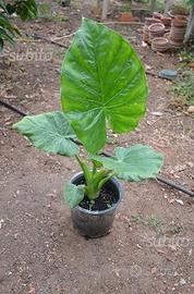 Orecchie di elefante - Alocasia macrorrhiza
