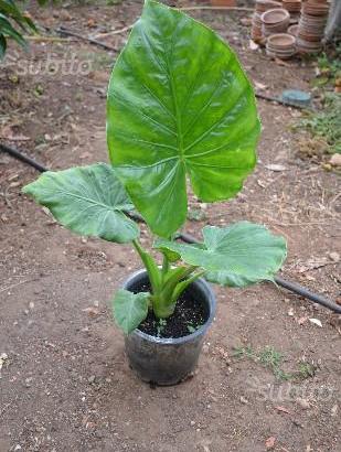 Orecchie di elefante - Alocasia macrorrhiza