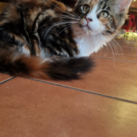 Maine coon