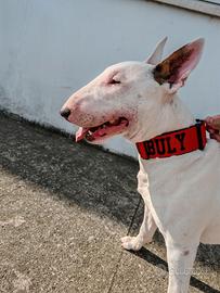 Buly