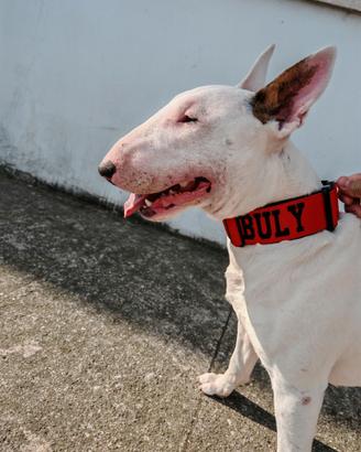 Buly