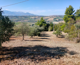 Terreno Agricolo Nocciano