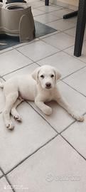 Cucciolo 3mesi tg media salvato.SARDEGNA 