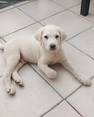 Cucciolo 3mesi tg media salvato.SARDEGNA 