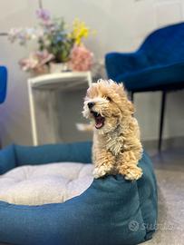 Cucciolo maltipoo toy mini particolor