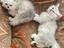 Immagine 4