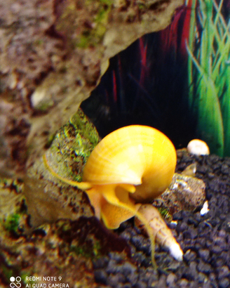 Lumache acquario tropicale Ampullarie